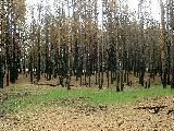 Алёшковские пески. Лес после пожара. 12,5 Kb